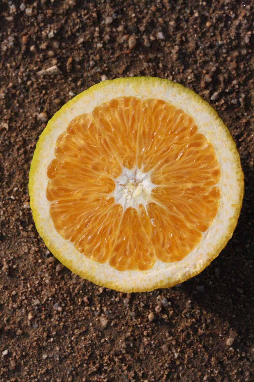              Fruit cross-section (Riverside, CA)       